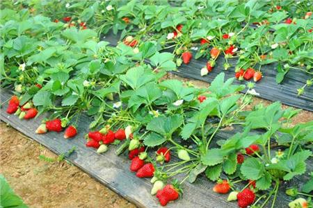 广州火炉山草莓园