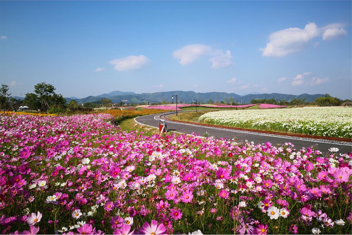 杭州径山花海