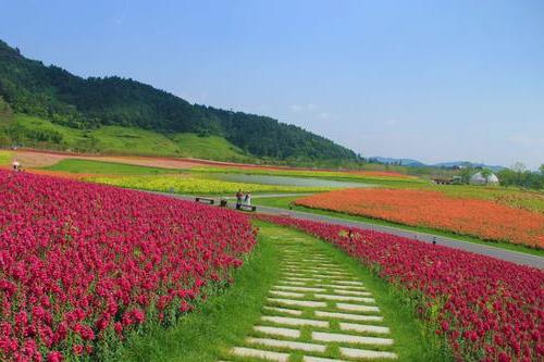 杭州径山花海