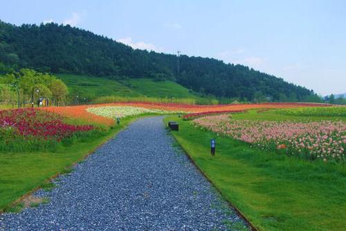 杭州径山花海