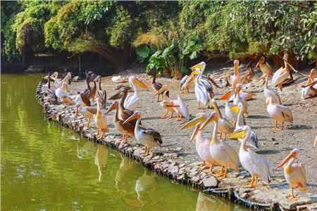 广州南沙水鸟世界生态园